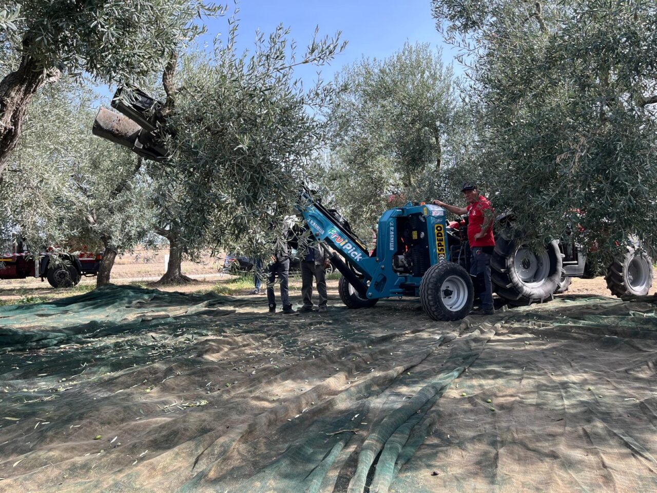 “Academy Olivo in Campo Calabria”. Domani prima giornata nell’azienda Statti a Lamezia Terme