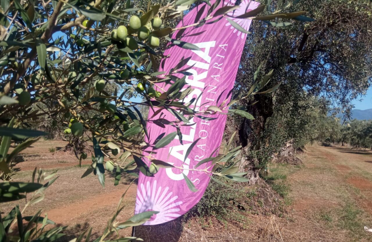 “Academy Olivo in campo”: il racconto della prima giornata a Lamezia Terme