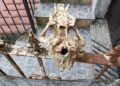 Orsomarso. Intimidazione al coordinatore regionale di Gaia Odv: teschio di animale sul cancello